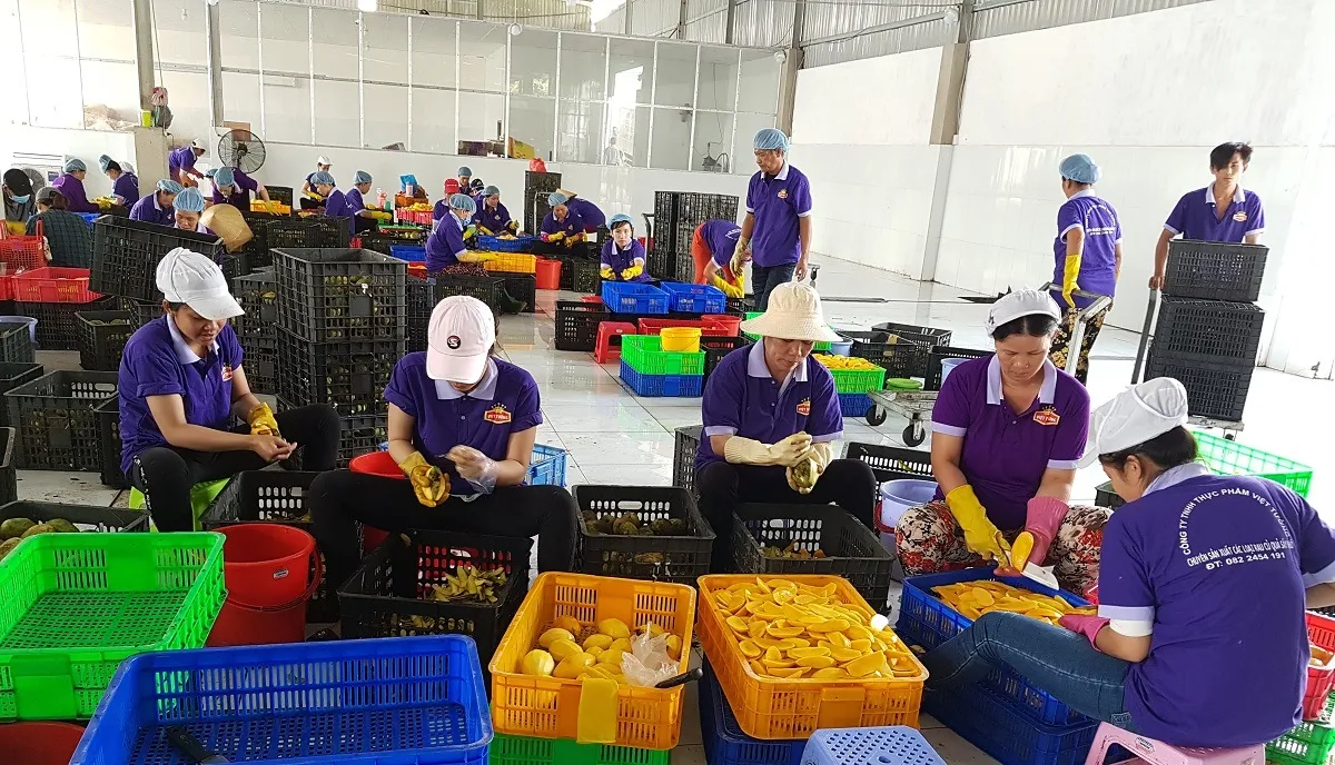 The factory for processing dried, crispy and freeze-dried fruits