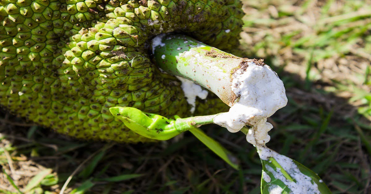 Mẹo tẩy nhựa mít, tẩy mủ mít cực đơn giản