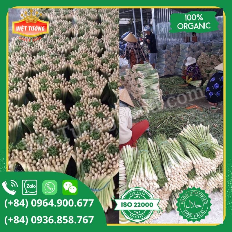 Sả Cây Đông Lạnh - Frozen Lemongrass Sả Cây Đông Lạnh - Frozen Lemongrass