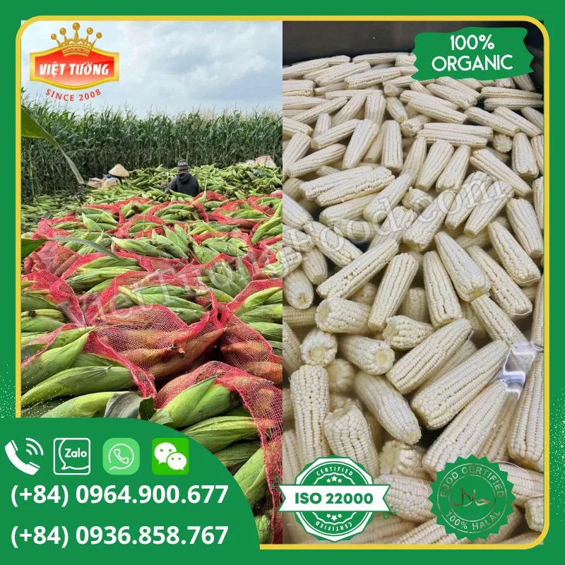 Bắp nếp đông lạnh - Frozen Sweet Corn Bắp nếp đông lạnh - Frozen Sweet Corn