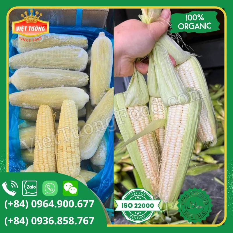 Bắp nếp đông lạnh - Frozen Sweet Corn Bắp nếp đông lạnh - Frozen Sweet Corn