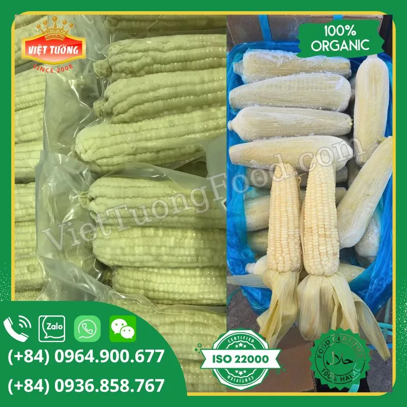 Bắp nếp đông lạnh - Frozen Sweet Corn Bắp nếp đông lạnh - Frozen Sweet Corn